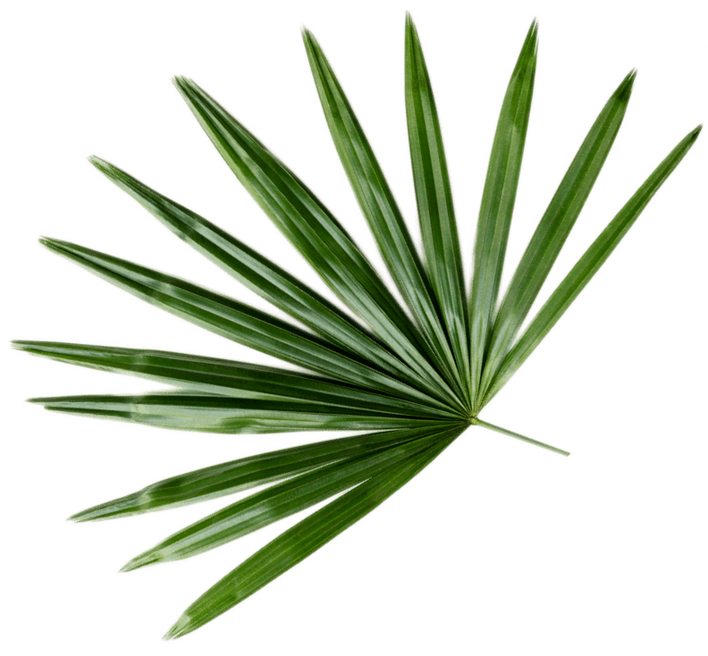 Inicio 1 fresh green palm leaf background CWB493Q 1