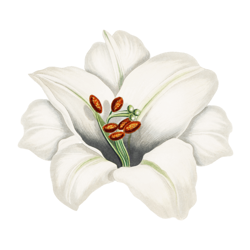 Inicio 13 image from rawpixel id 2449185 png